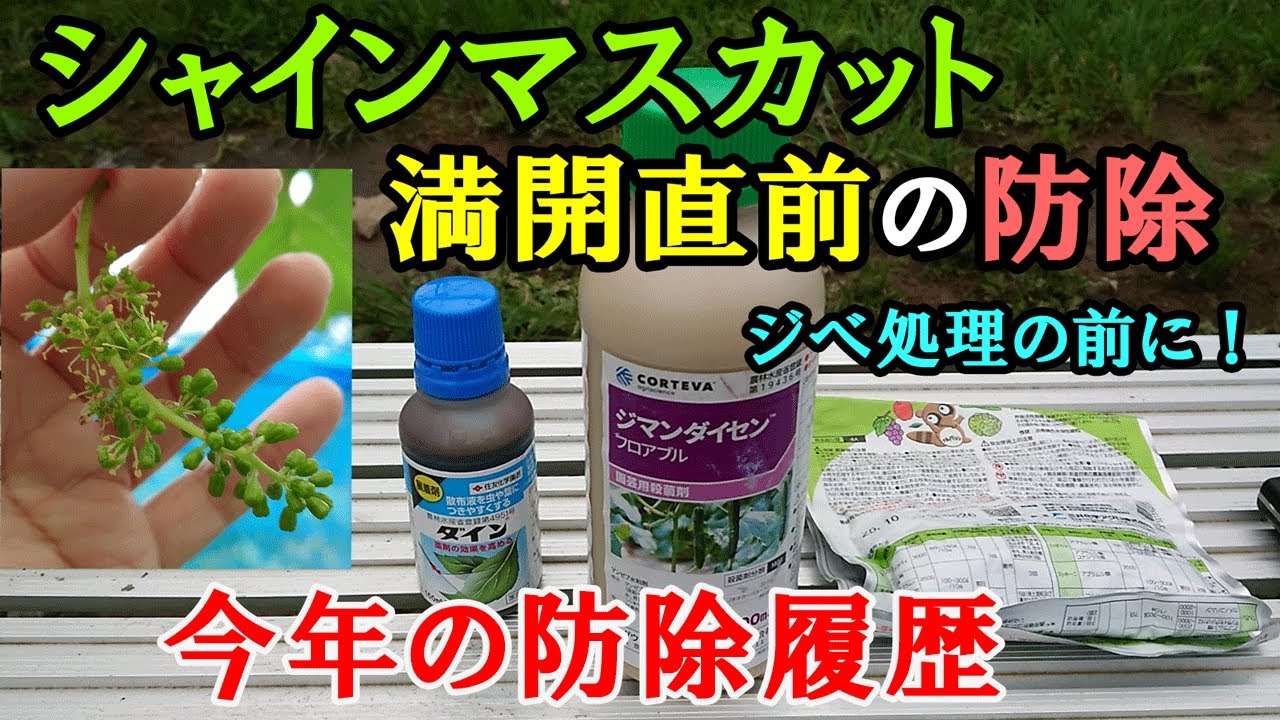 シャインマスカット満開直前の防除と今年の防除履歴について
