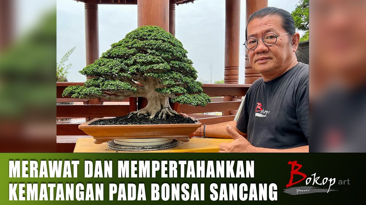 MERAWAT DAN MEMPERTAHANKAN KEMATANGAN PADA BONSAI SANCANG