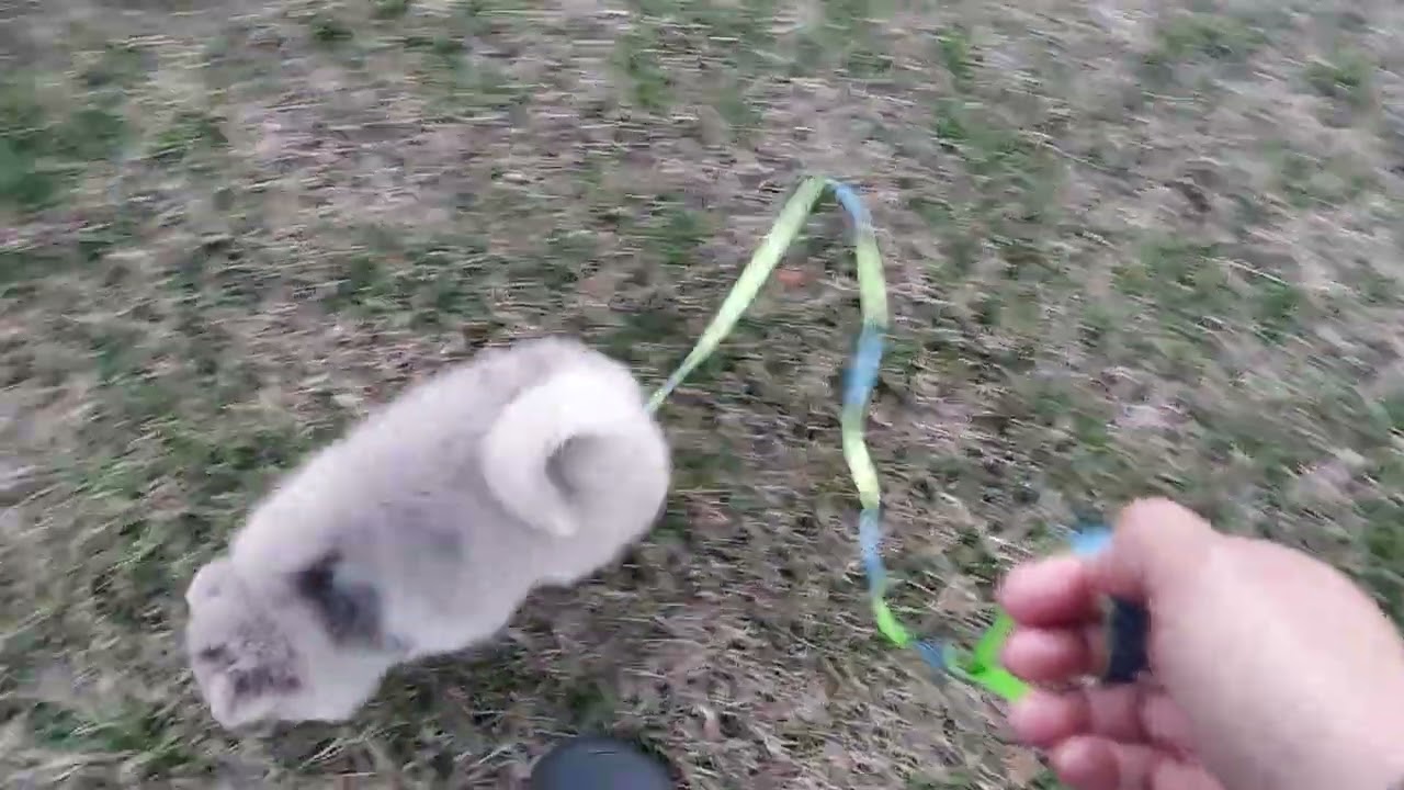 Chaos outside
