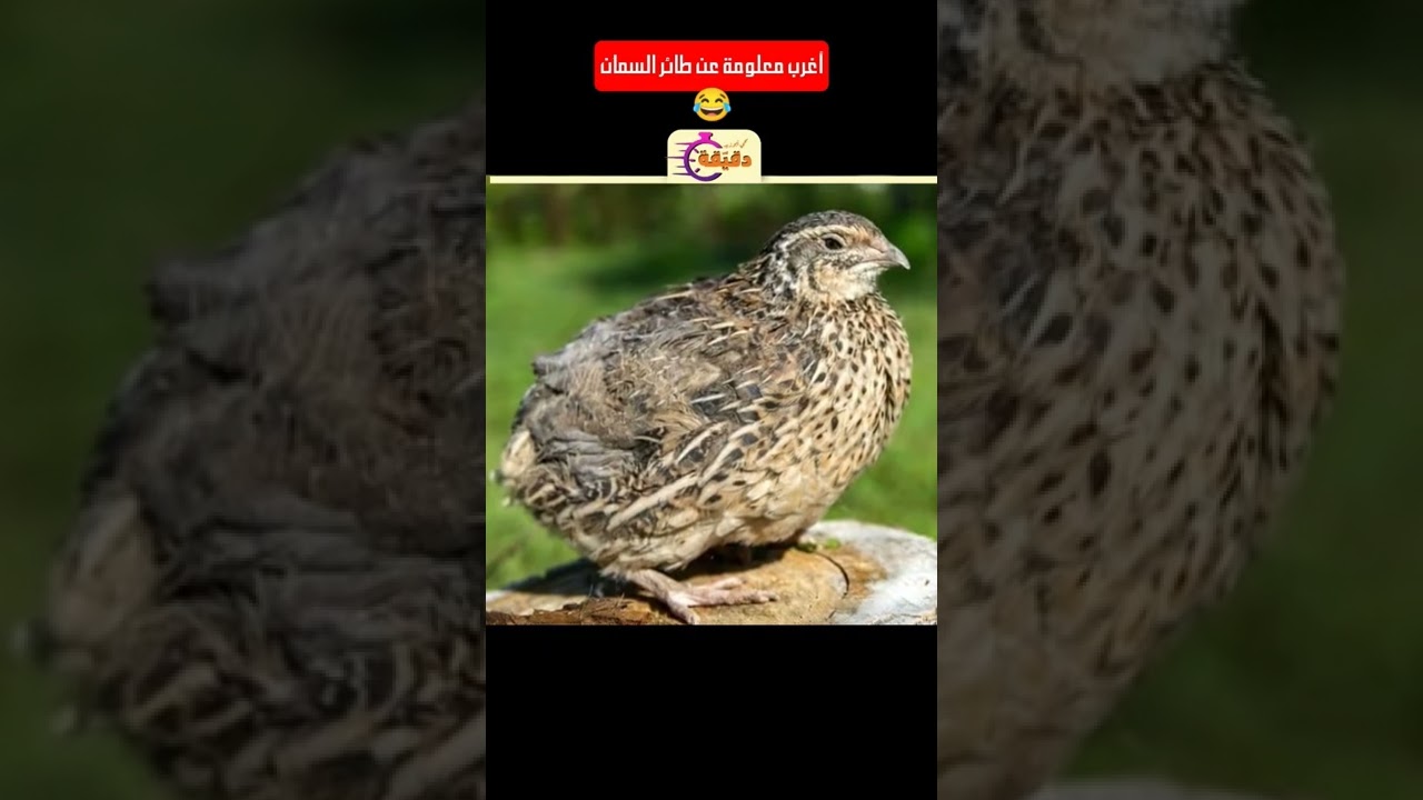أغرب معلومة عن طائر السمان 😂