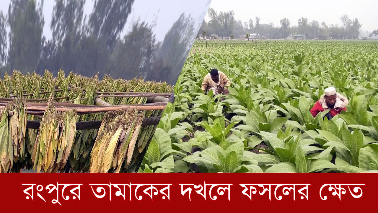 রংপুরে তামাকের দখলে ফসলের ক্ষেত | Tamak Chas | 2022