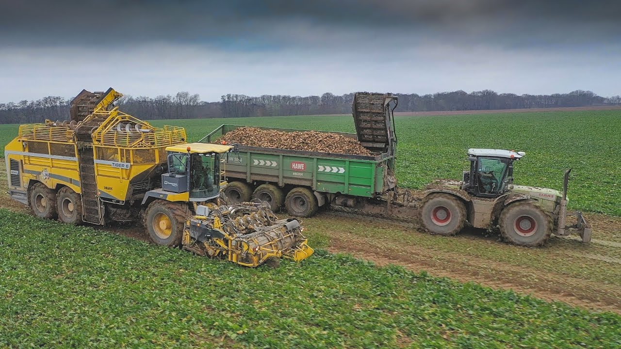Sugar beet 2019 in muddy conditions - ROPA Tiger 6, CLAAS Xerion 3800 + HAWE RUW 5000 |DAGROS|