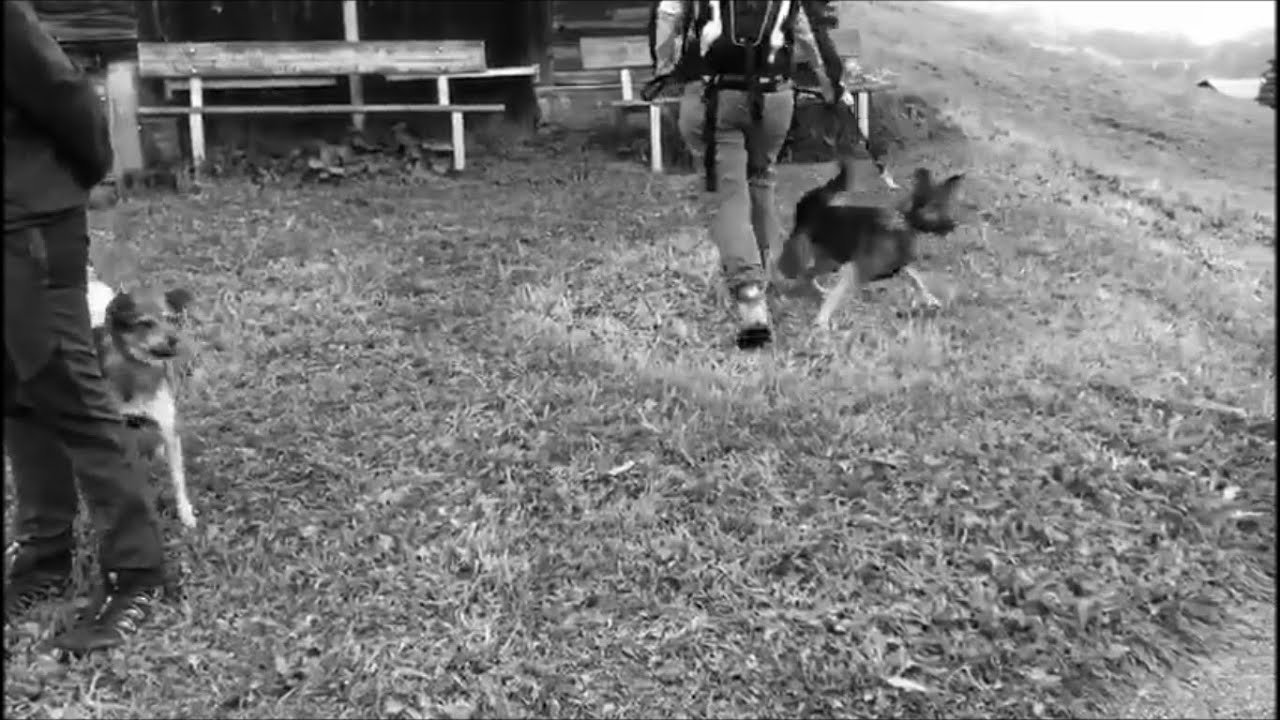 CANI.training®: Leinenaggression, Aggression gegen Menschen, Impulskontrolle, Appenzeller, Ridgeback