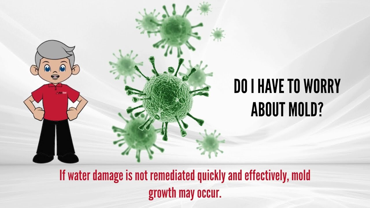 Do I Have to Worry About Mould? | Mould Restoration - PuroClean Richmond BC
