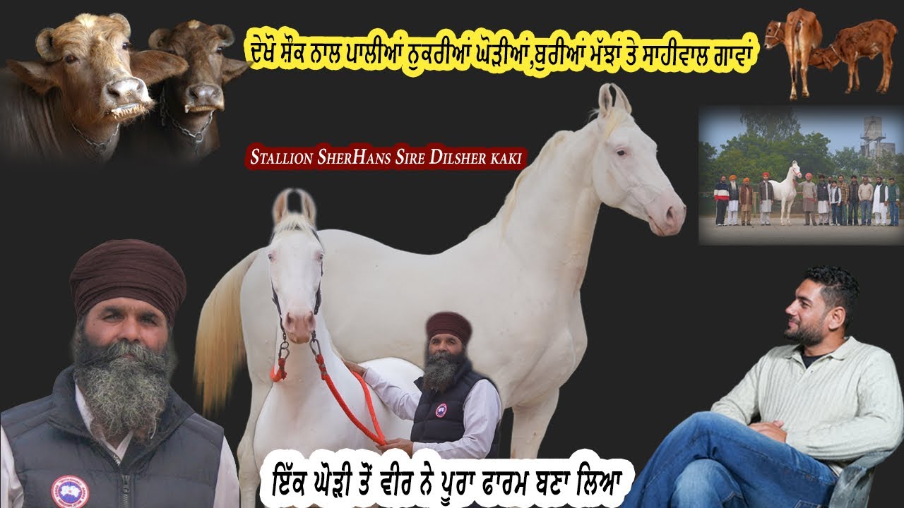 Stallion SherHans Sire Dilsher kakiਦੇਖੋ ਸ਼ੌਕ ਨਾਲ ਪਾਲੀਆਂ ਨੁਕਰੀਆਂ ਘੋੜੀਆਂ,ਬੁਰੀਆਂ ਮੱਝਾਂ ਤੇ ਸਾਹੀਵਾਲ ਗਾਵਾਂ