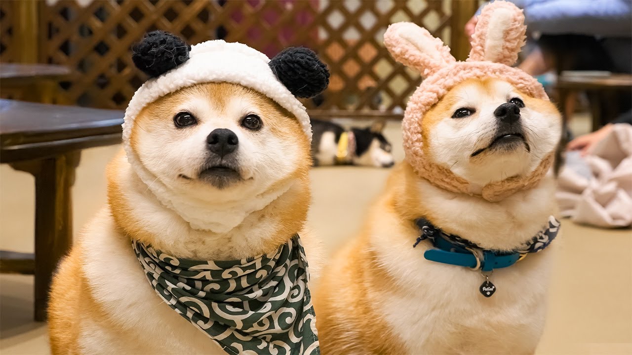 Посещение японского кафе Mame Shiba Inu Dog Cafe в Асакусе | Asakusa Mameshiba Cafe Tokyo Rickshaw