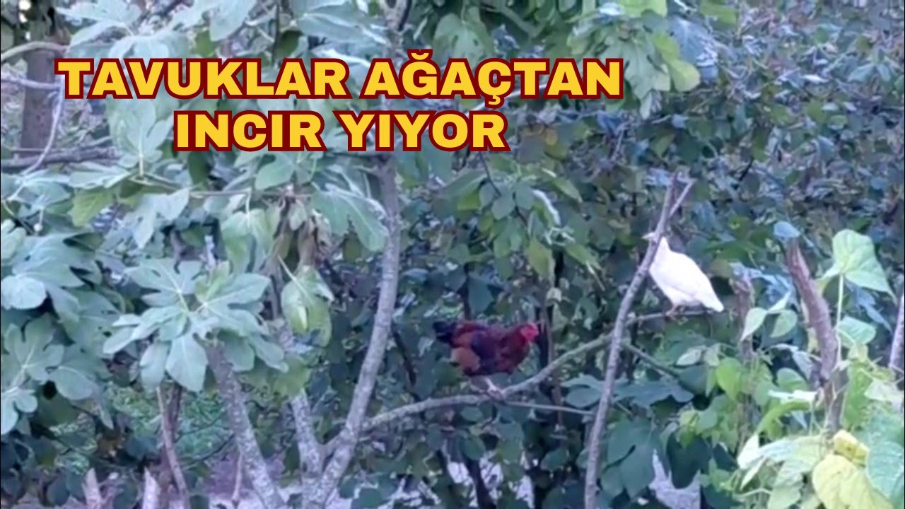 Tavuklar İncir Ağacında! 🍇🐔 | Doğal Yaşam ve Köyden Keyifli Görüntüler 🌿