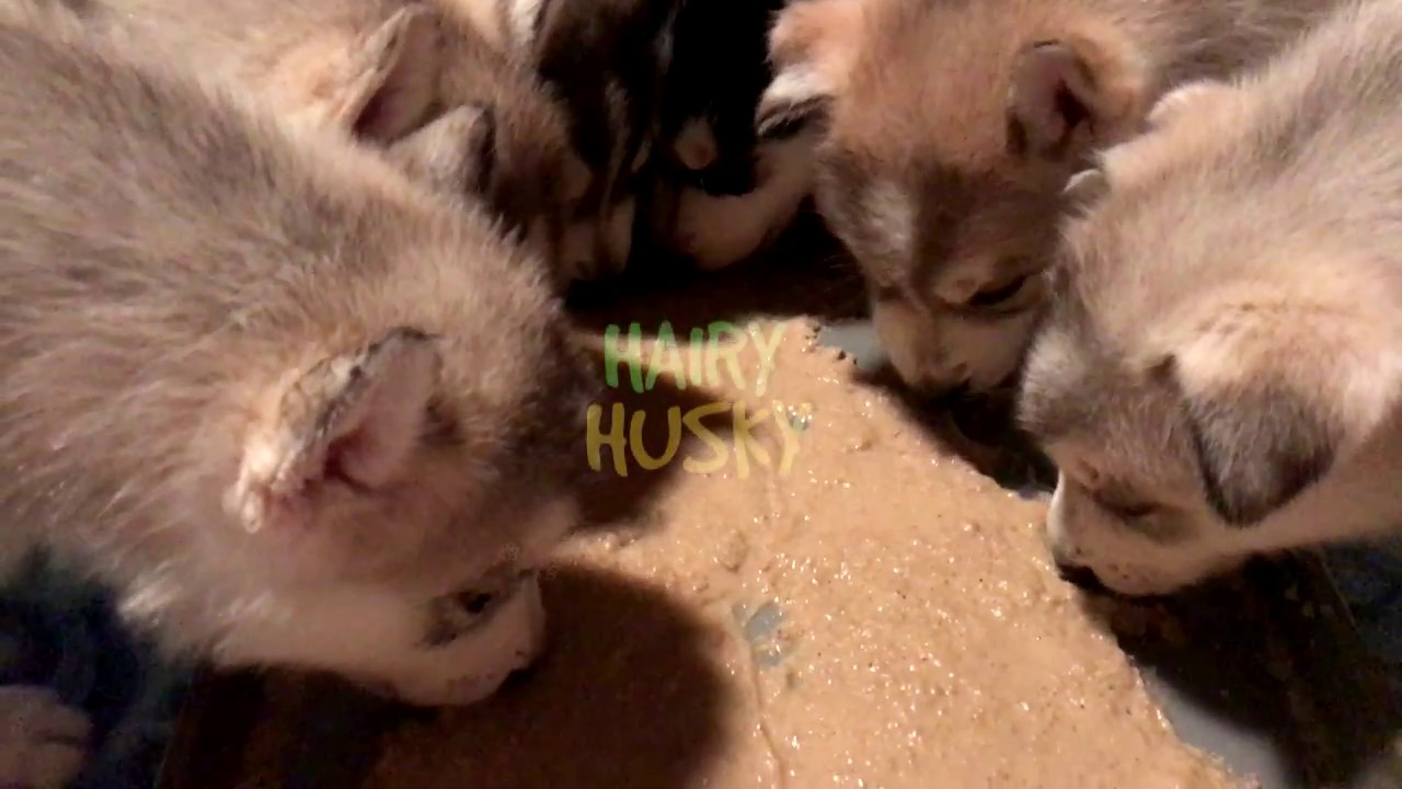 How to make Puppy Gruel Quick and Easy