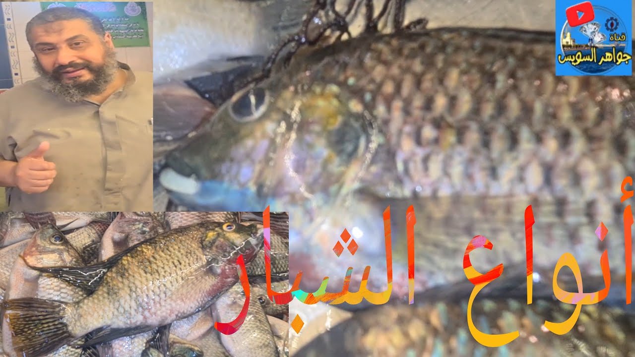 @ هتتعرف على أنواع الشبار الموجودة:حساني وعين سالم  والجوابي الأخضر والنيلي من مزارع هنا الفيديو.