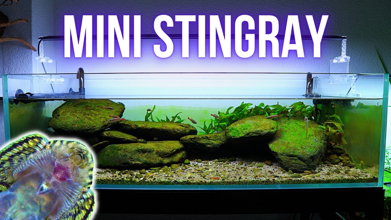 Adding HILLSTREAM LOACH and RED LIPSTICK GOBY to RIVER AQUARIUM | EP4 HILLSTREAM AQUARIUM