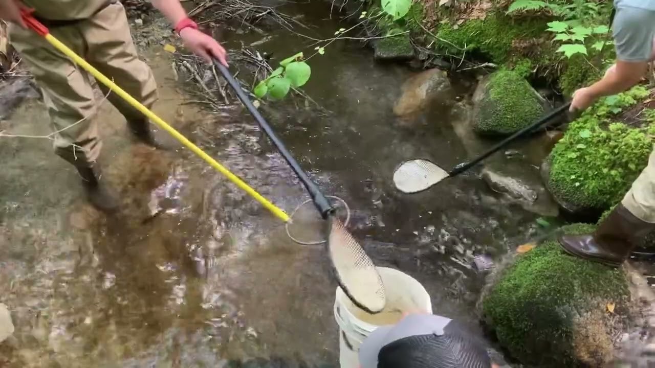 Electro fishing