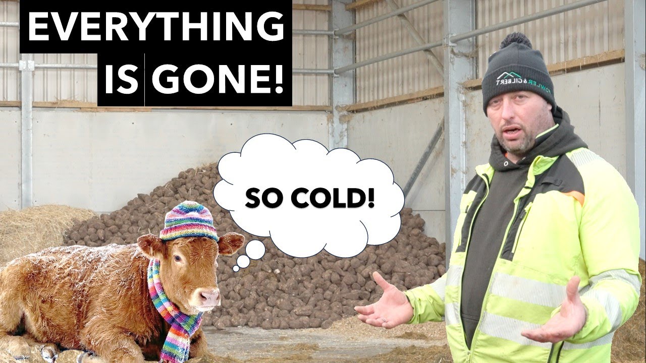 LG FARMS: RUNNING OUT OF SUPPLIES & LOSING CATTLE