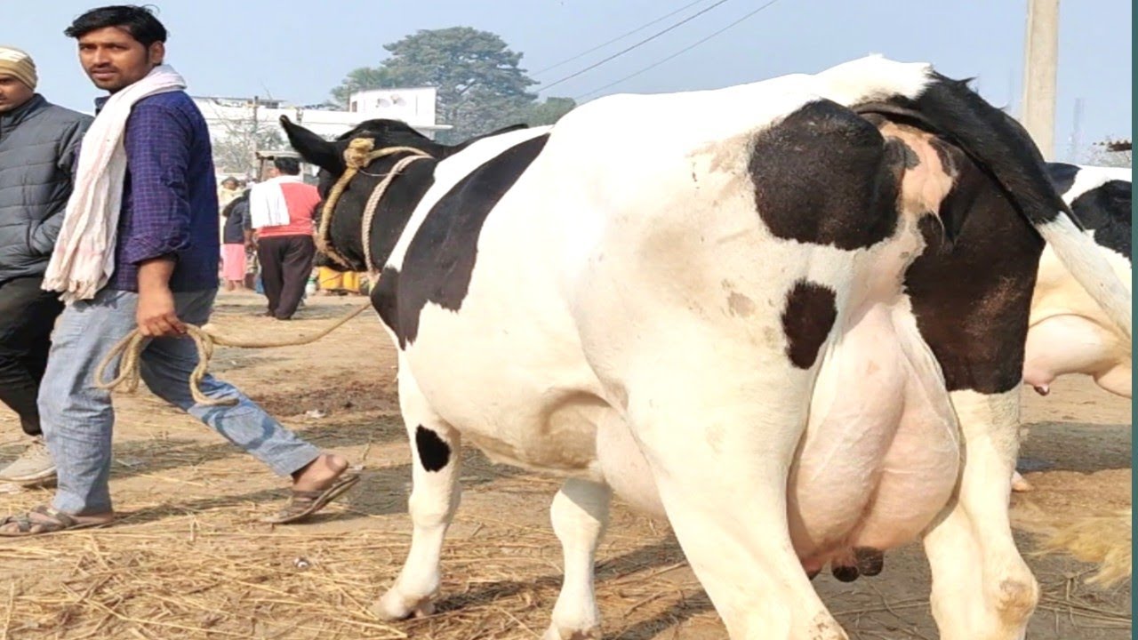 Dairy farm के लिए अच्छी गाय चाहिए तो जढुआ पशु मंडी में आएं | Jadhua Pashu Mandi