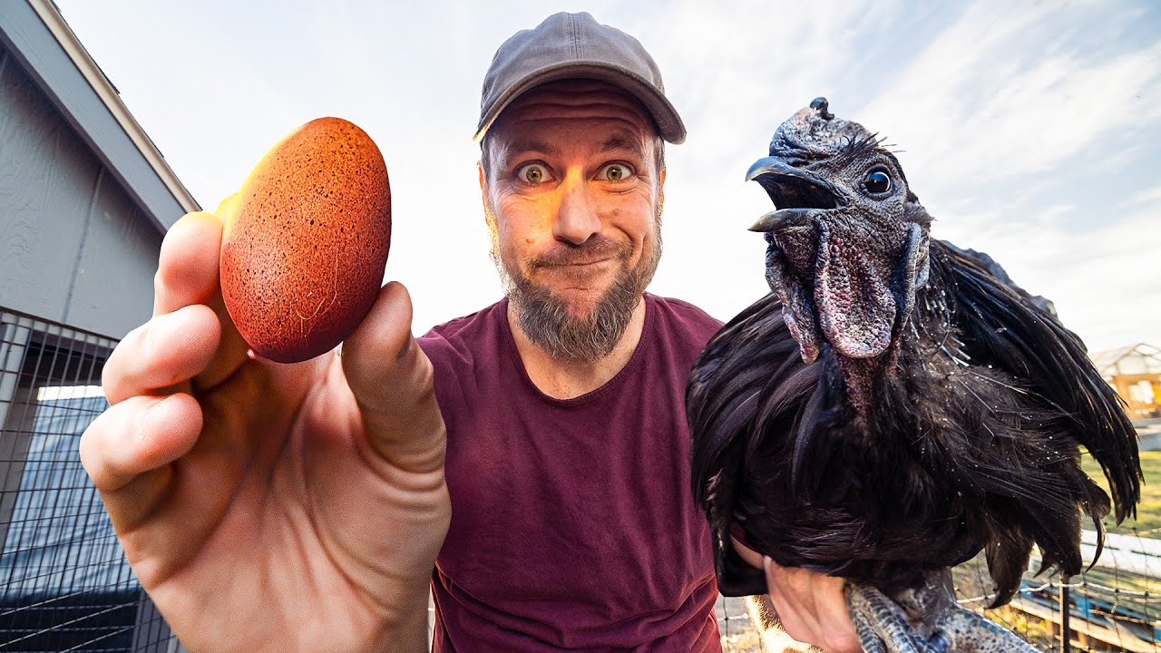 Inside a Chicken Breeder's Life on the Farm