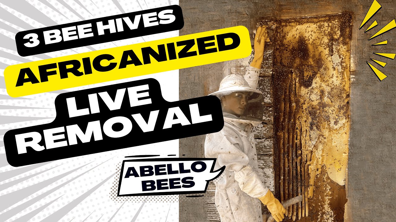 Live Beehive Removal & Relocation from Pool Area in Mesa Arizona  Senior Living Community Bee Rescue