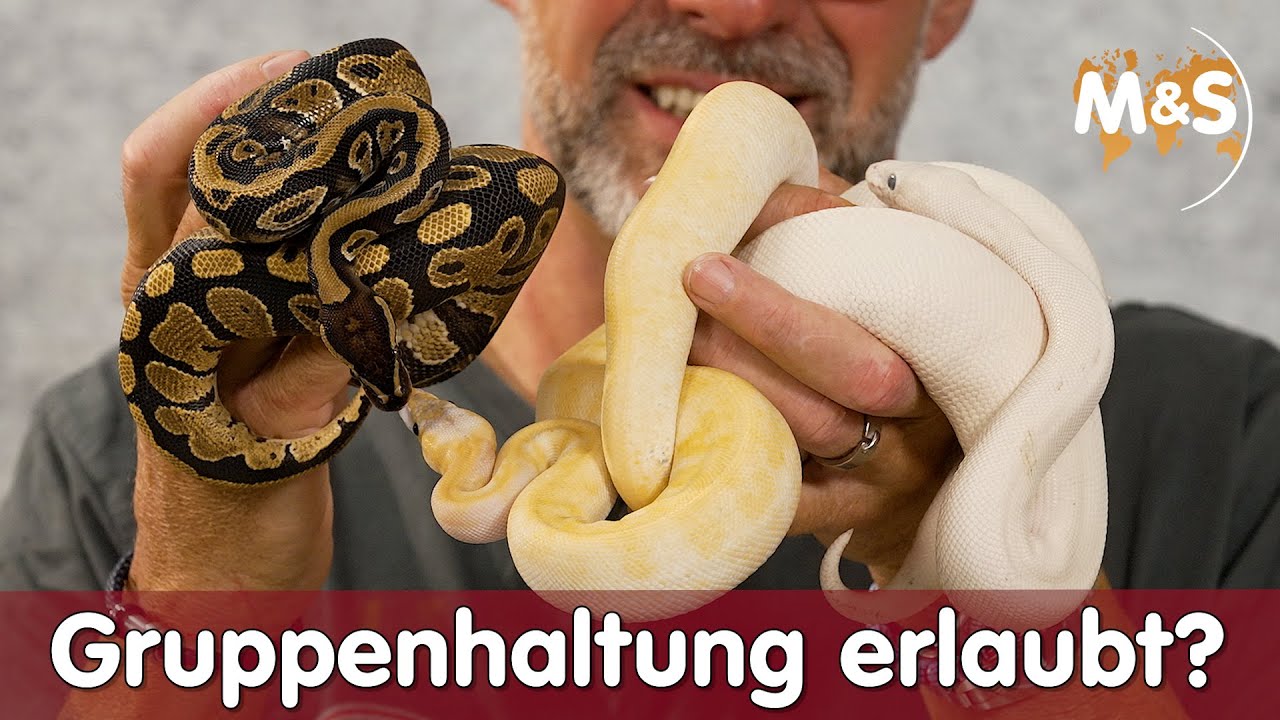 4 wichtige Regeln die jeder kennen sollte! | K&ouml;nigspython Gruppenhaltung | Reptil TV