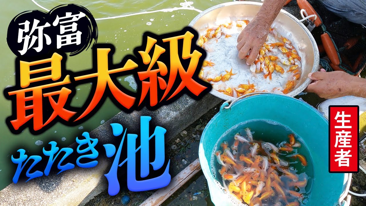 【弥富生産者】最大級の「ド迫力」秋の金魚出荷ラッシュ‼︎忙しい時期の生産者様に密着してきました。レア映像満載です‼︎