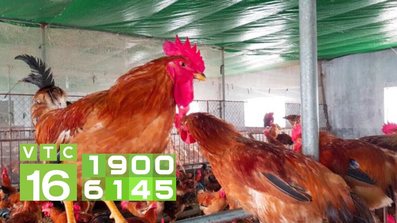 Phương pháp phòng bệnh cho gà qua từng giai đoạn | VTC16