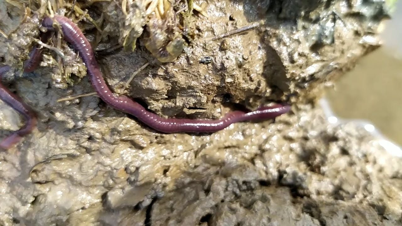 Mengenal lebih Dalam Cacing Tanah (lumbricus Terrestris)