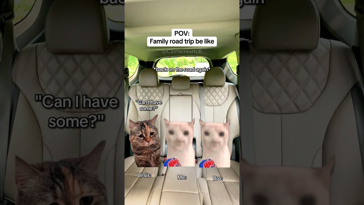 CAT MEMES 🐱Family road trip be like 