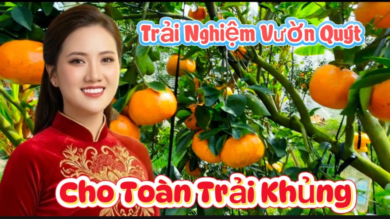 25/1  Tham Quan Vườn Quýt Ngàn Tỷ Tràn Ngập Trái , Bầu Trũi Quả Thấy  Mê 