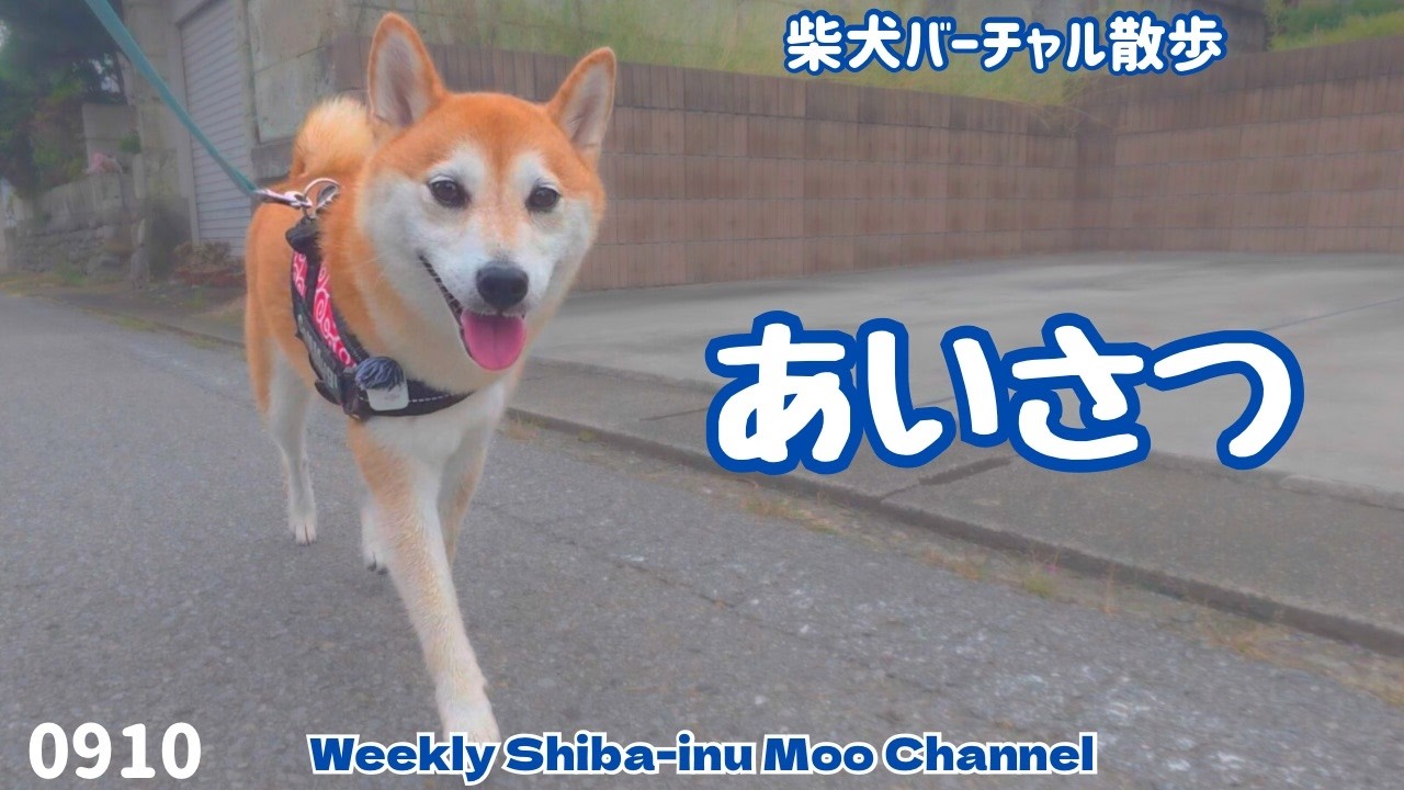 【柴犬】近所の知り合いにはあいさつを欠かさない柴犬 #213