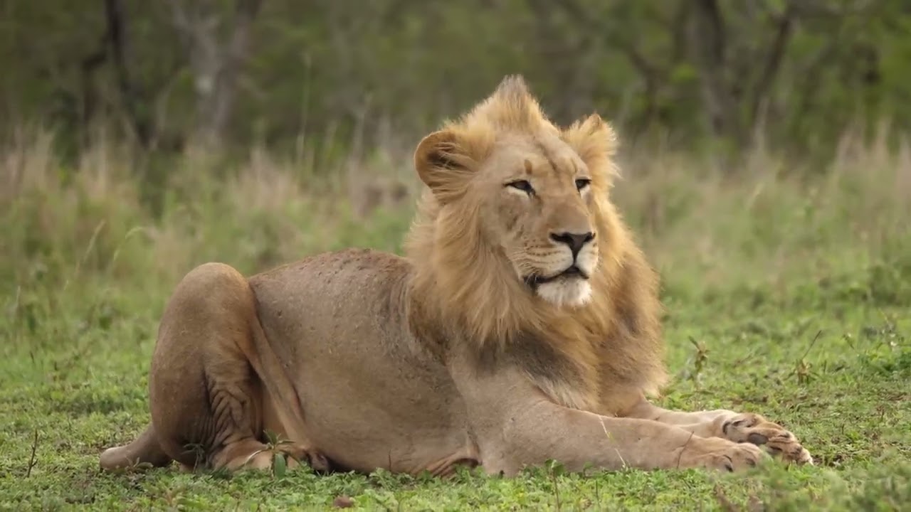 lions | stock footage | copyright free |32