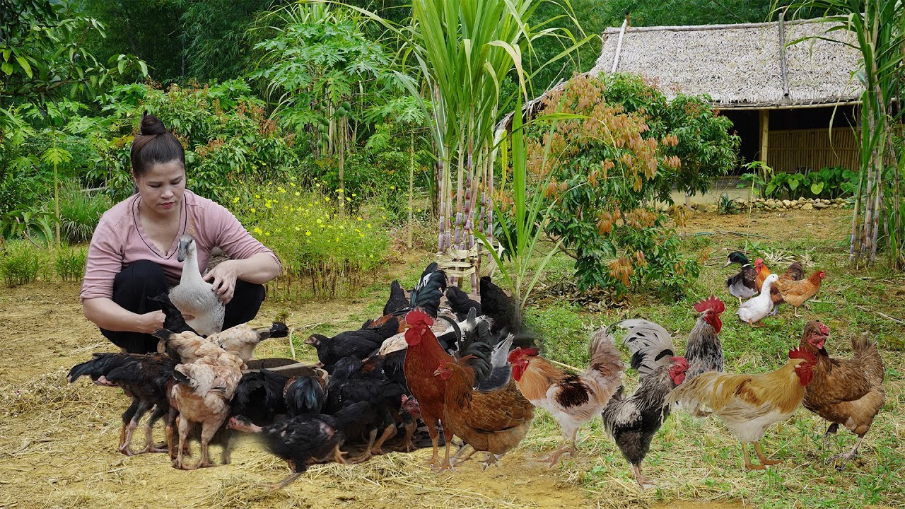 single mom takes care of animals on farm in rainforest, mountain farm daily life