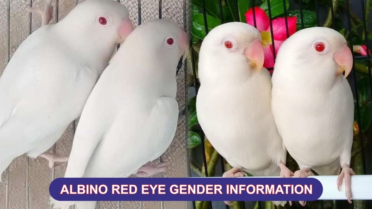 Love Birds Parot | How to Check Love Birds Young Piece Gender  | Lovebird