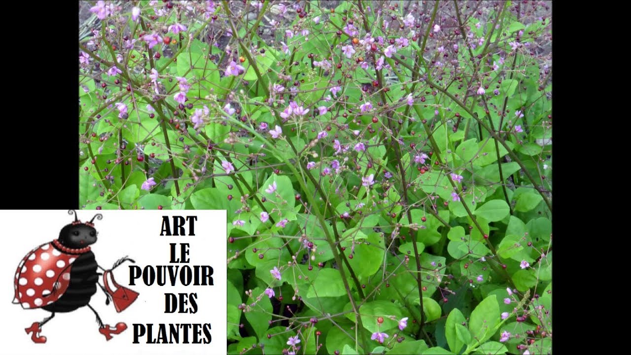 Conseil jardinage: Talinum paniculatum (Bijoux d'Ophar)Taille et entretien: Plante vivace