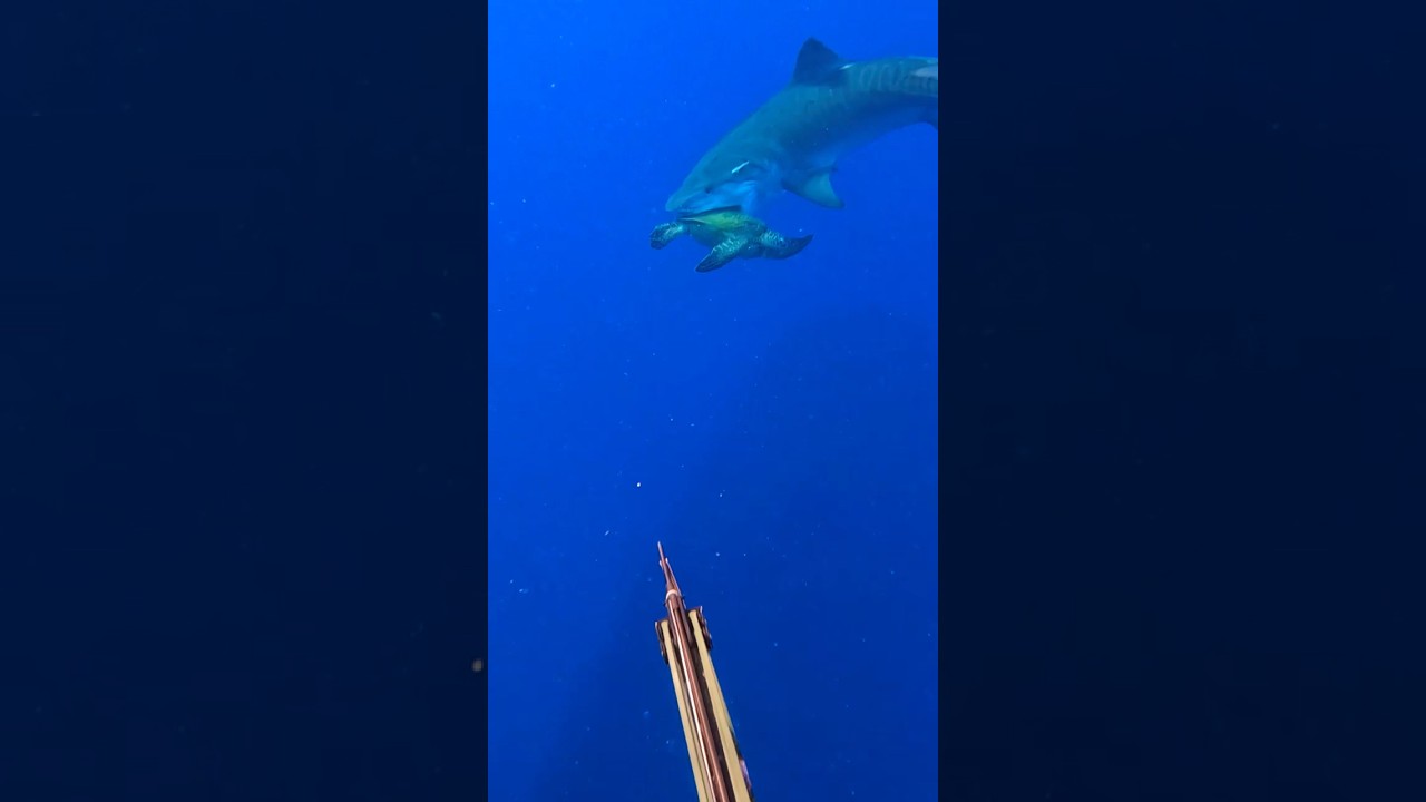 Tiger shark attack while spearfishing. 