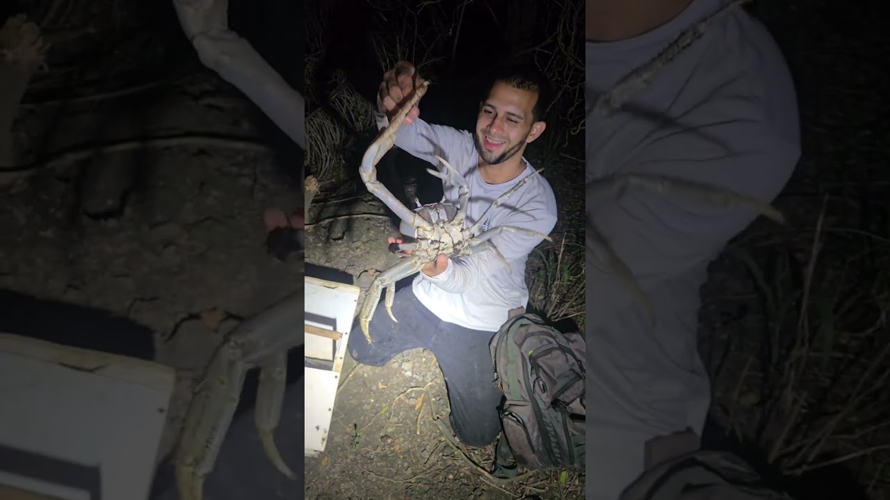 Capturando jueyes gigantes parte #3🦀🔥🇵🇷