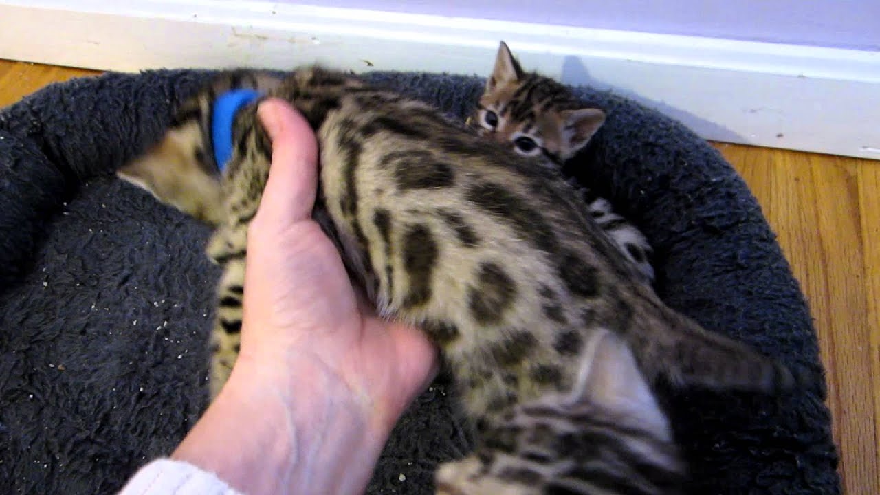 Butterfly's Baby Bengal Kittens