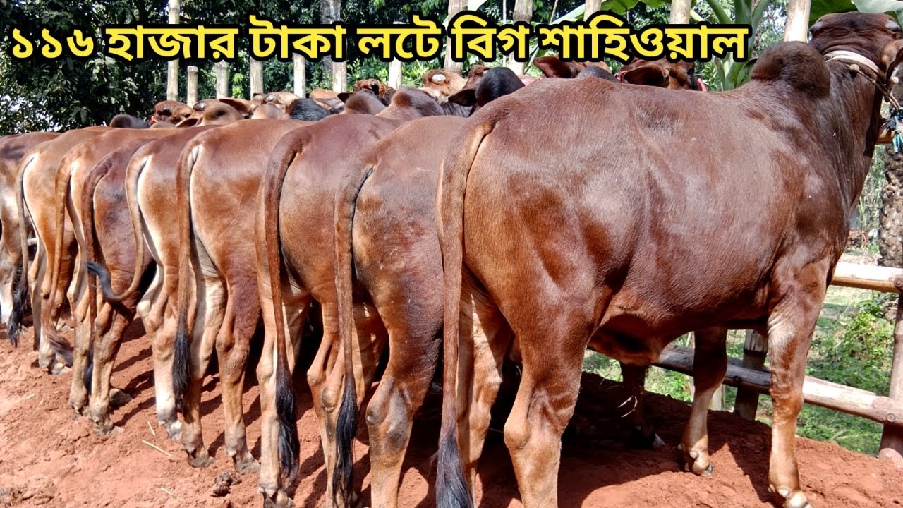 ২০২৬ সালের উপযোগী সেরা মানের বিগ বিগ শাহিওয়াল কালেকশান ।। ০২/০২/২০২৬