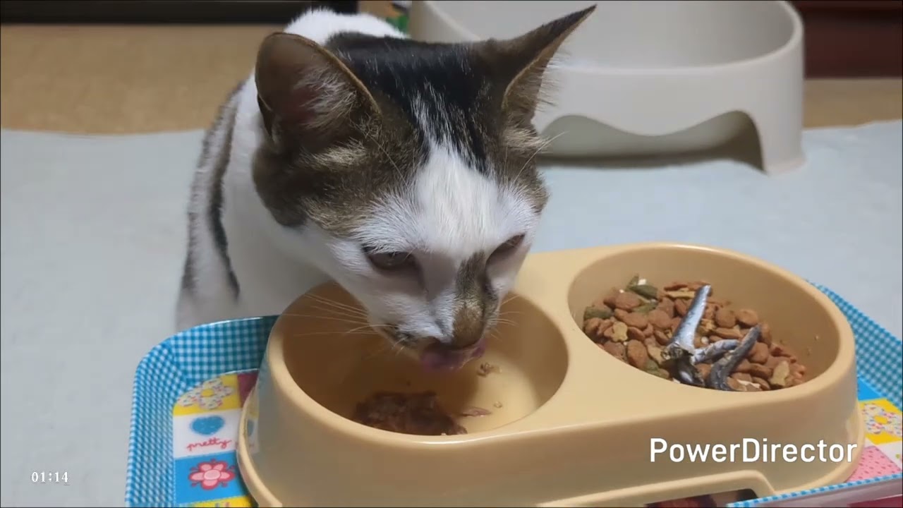 ニャアの夕食タイムトライアル(20260304)