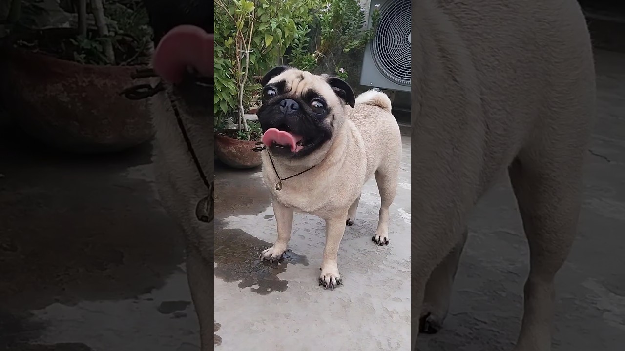 Pug Dog Barking | (Pug Dog Sound) 