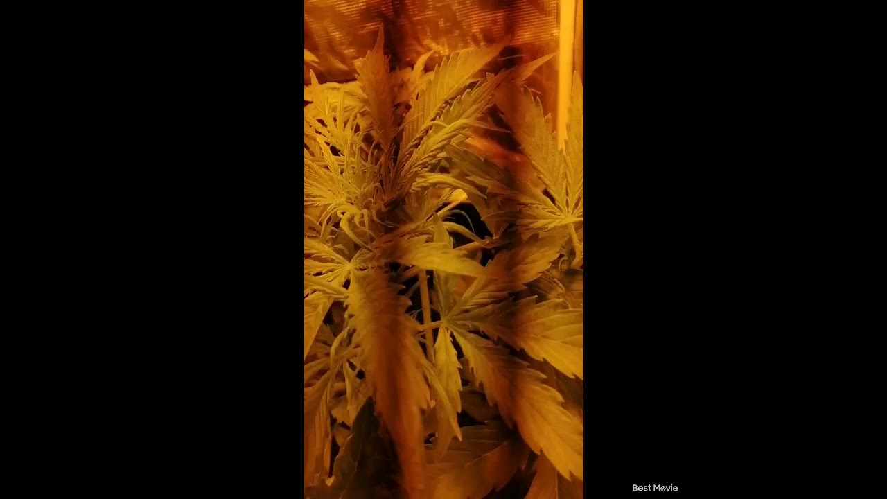 Grape gusher and critical banana smoothie week 5 flowering time