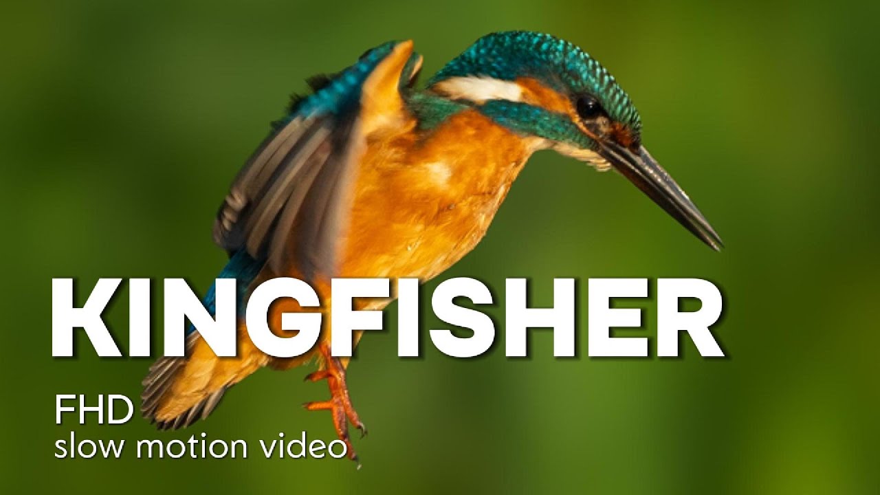Kingfisher FHD slow motion video Lithuania Wildlife