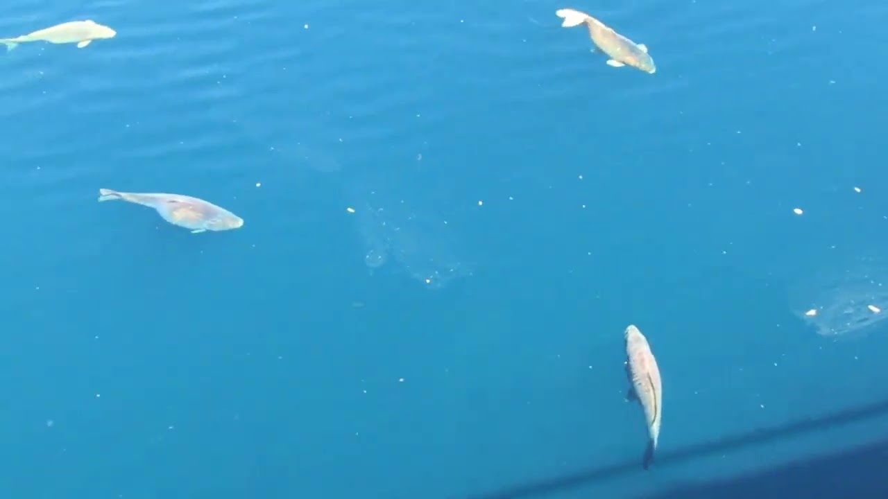 Carp in Hull Marina & Castle Street Tunnel Progress  #kingstonuponhull #humberside #construction