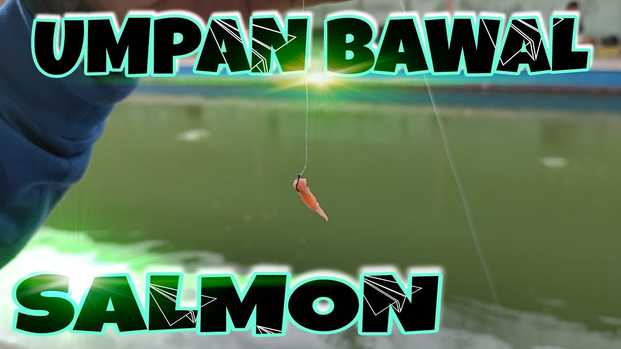 UMPAN BAWAL SALMON