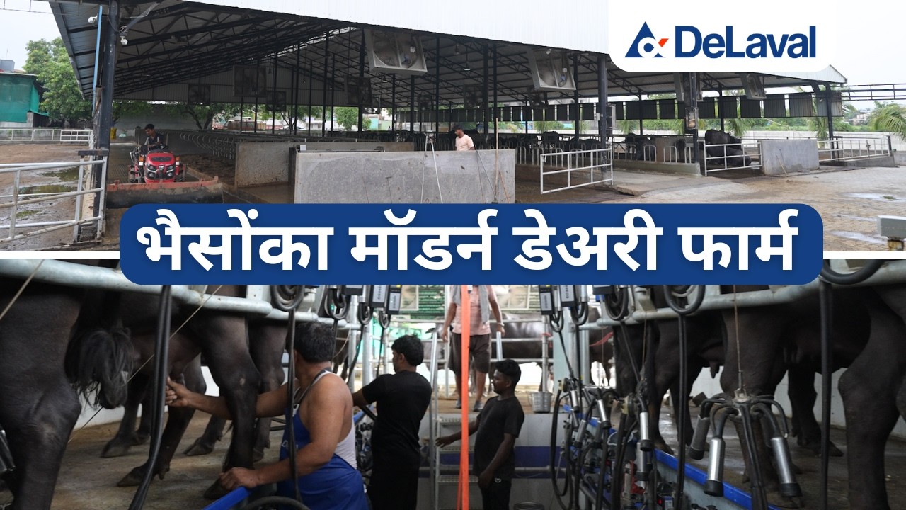 भैसोंका मॉडर्न डेअरी फार्म ! Advanced Dairy Farm of Buffaloes.