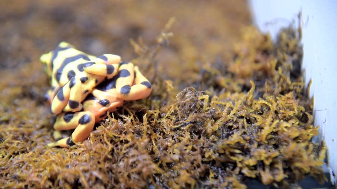 Saving Panamanian Golden Frogs