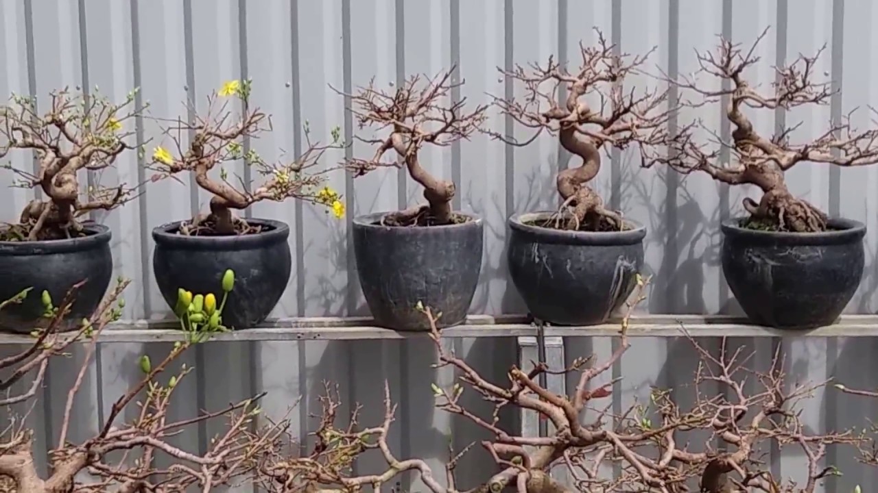 Hoa Mai Quy Nhơn trước tết  1 tuần