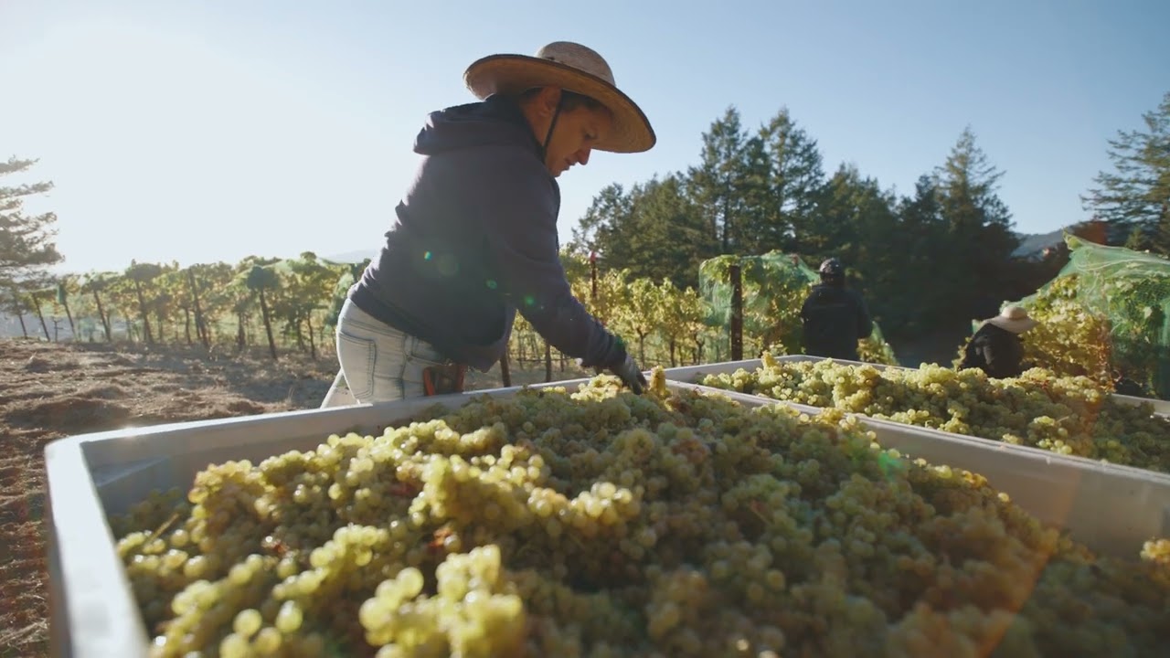 Harvest 2023 at Ridge Vineyards' Monte Bello Estate