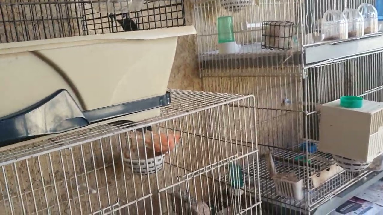 vidéo n °12 2023 - elevage de canaris -chris 34 Montpellier
