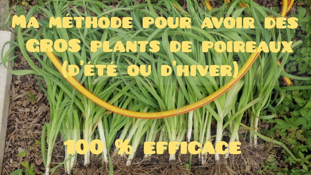 Ma méthode pour avoir de gros plants de poireaux. Pour ceux que ça intéresse...