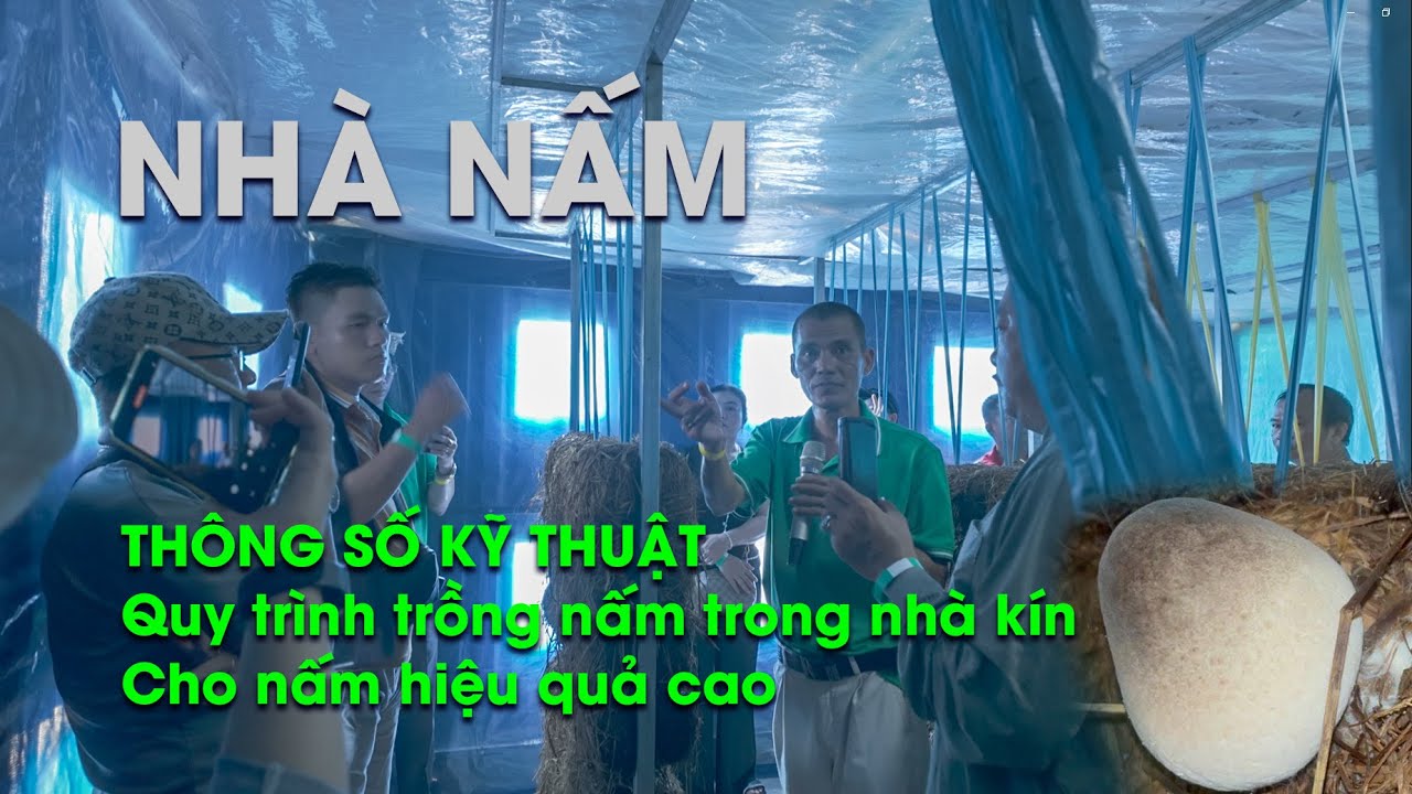 Quy trình trồng nấm rơm trong nhà kín hiệu quả cao nấm to khỏe P2