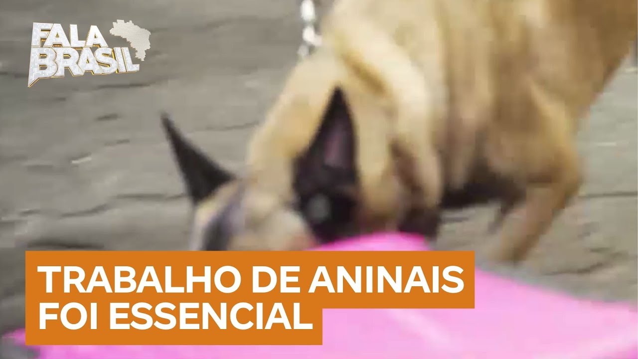 Cães farejadores identificam drogas em livros no aeroporto de Guarulhos