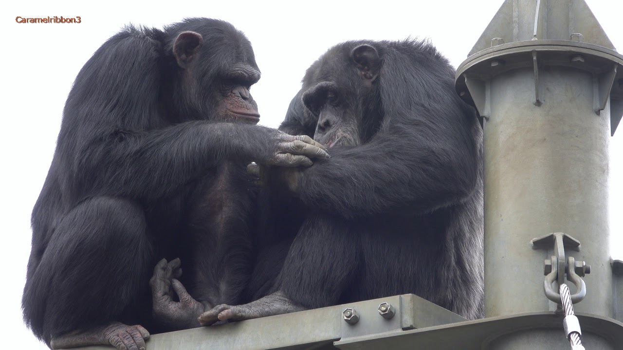 Dec 2019 Tama zoo chimps #5.4 Chimp jealousy
