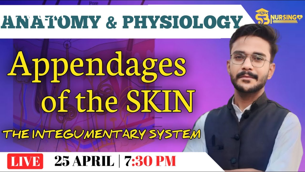 APPENDAGES OF SKIN /THE INTEGUMENTORY SYSTEM /sb nursing classes/ ANATOMY AND PHYSIOLOGY